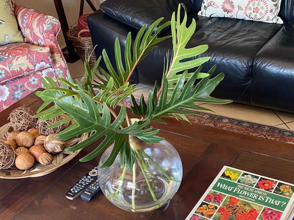 Plant in a vase on a coffy table